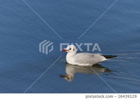 common tern 16439129