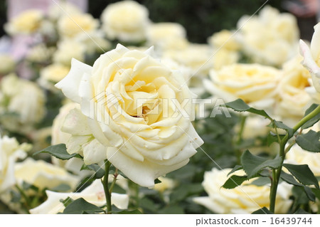 Rose Rose 16439744