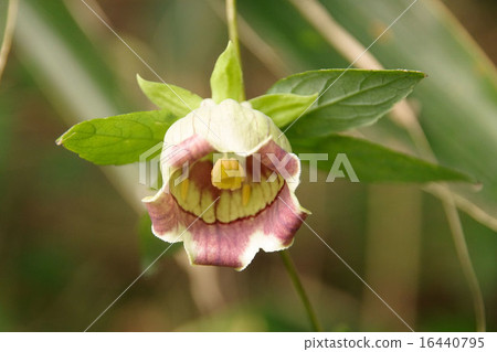 Bare sob flowers 16440795