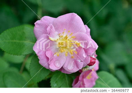 玫瑰 玫瑰 16440977