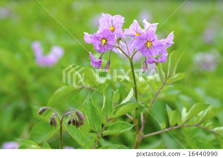 Jamy flower potato flower field Andean red 16440990