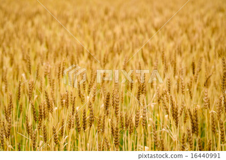 Wheat field Wheat 16440991