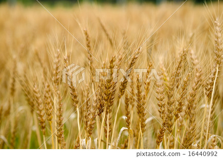 Wheat field Wheat Wheat field Wheat 16440992