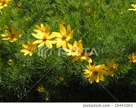 This yellow flower is choledopsis 16441063