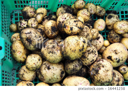 Potatoes 16441238