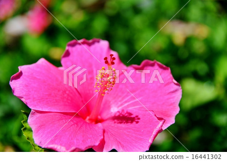 Holidays in Hawaii 16441302