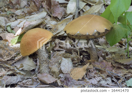 Kinkha Yamaiguchi 16441470