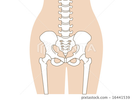 人體骨骼_腰_膚色_沒有解釋 16441539
