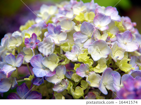 Hydrangea gathering Hydrangea gathering 16441574