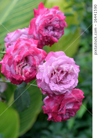 玫瑰 玫瑰 16441590