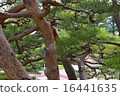 Pine 16441635
