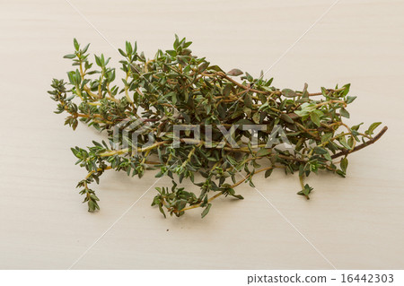 Thyme Thyme 16442303