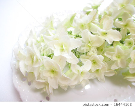 雪花 雪花 16444168
