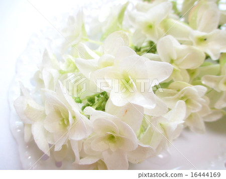 雪花 雪花 16444169