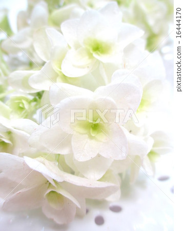 雪花 雪花 16444170