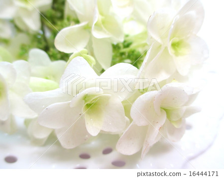 雪花 雪花 16444171