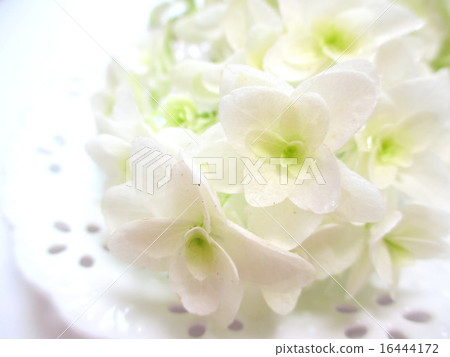 雪花 雪花 16444172