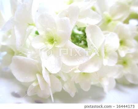 Kashiwaha繡球花 Kashiwaha繡球花 16444173