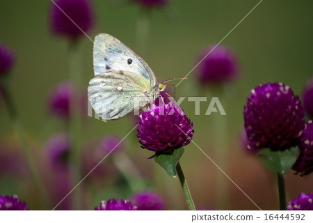 高級草 高級草 16444592