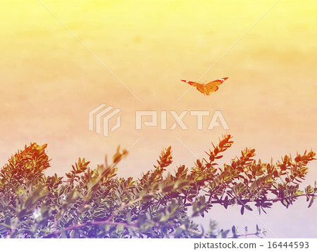 gliding butterfly in bright sky background 16444593