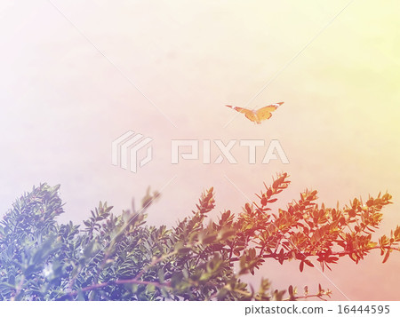gliding butterfly in bright sky background 16444595