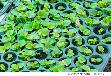 Baby Begonia flowers Baby Begonia flowers 16444769