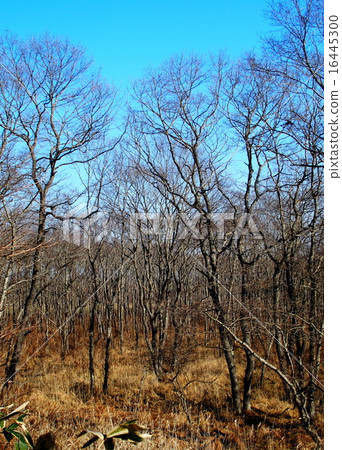 Kushiro Marsh in Wakone 16445300