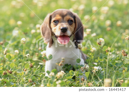 Cute little puppy Cute little puppy 16445417