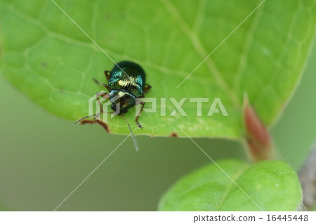 The living thing insects Aoba nessar beetle, the grass is said to be Asteraceae such as mugwort, but it seems to eat leaves of legume too The living thing insects Aoba nessar beetle, the grass is said to be Asteraceae such as mugwort, but it seems to eat leaves of legume too 16445448