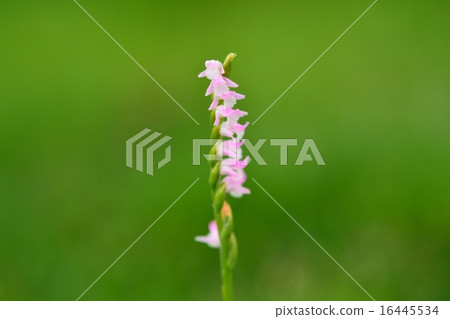 Spiranthes sinensis 16445534