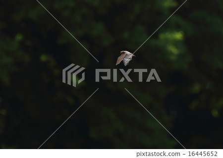 生物哺乳動物Yeba，也被稱為Aburakobori。飛回森林時大耳朵突出 16445652