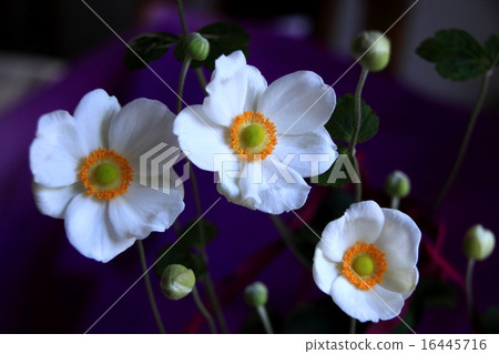 Shiki Iku Shiki Iku 16445716