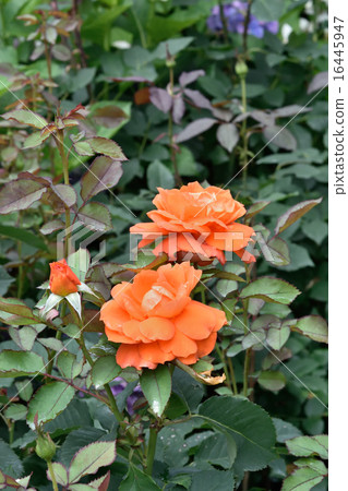 Rose   Rose   16445947