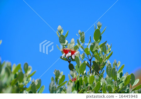 Feijoa's flower Feijoa's flower 16445948