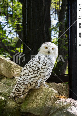 snowy owl 16446506