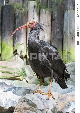 geronticus eremita 16446507