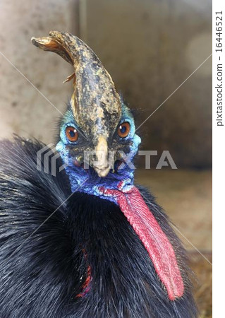 casuarius casuarius 16446521