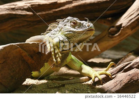 green iguana 16446522