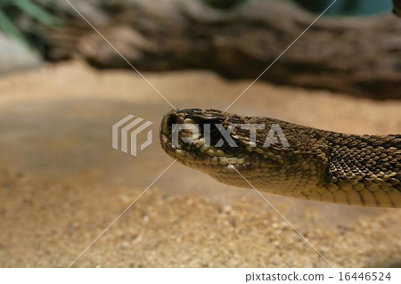 eastern diamondback rattlesnake 16446524