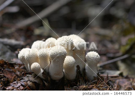 unidentified white puffballs unidentified white puffballs 16446573