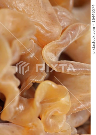 tremella foliacea tremella foliacea 16446574