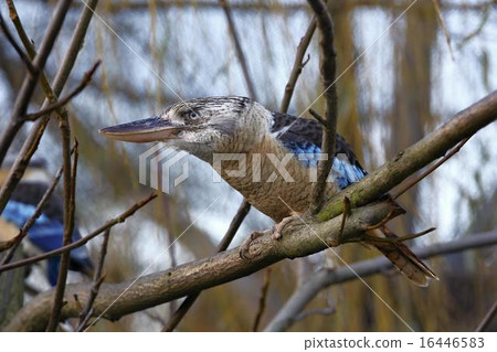blue-winged kookaburra 16446583