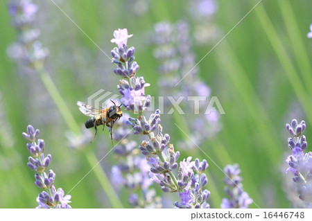 Living things insects, big bees. It is a gentle bee that does not suit and it is dangerous to grab Living things insects, big bees. It is a gentle bee that does not suit and it is dangerous to grab 16446748