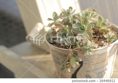 Children loquat 16446912