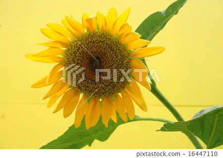 Sun flower and yellow background Sun flower and yellow background 16447110