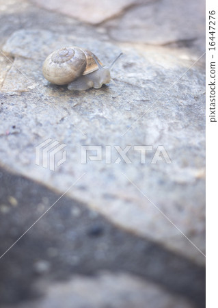 Snail in shell on stone Snail in shell on stone 16447276