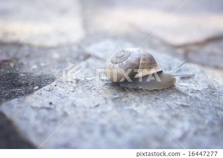 Snail in shell on stone Snail in shell on stone 16447277