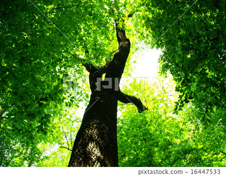 forest forest 16447533
