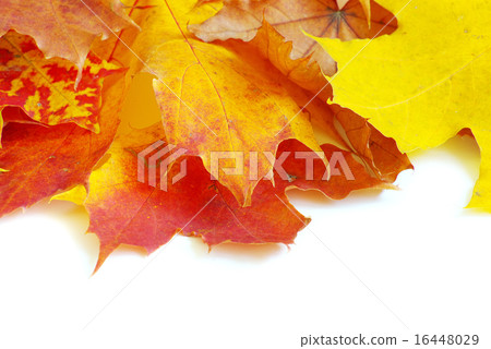 autumn  leafs 16448029