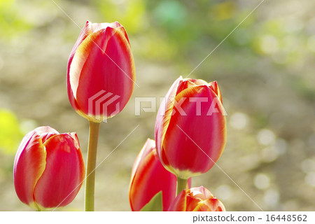 red tulips red tulips 16448562